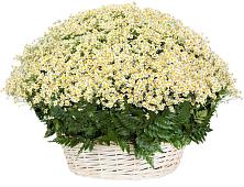 Цветочная композиция из Ромашки в корзине #REPLACE_PRED# Сибирцево